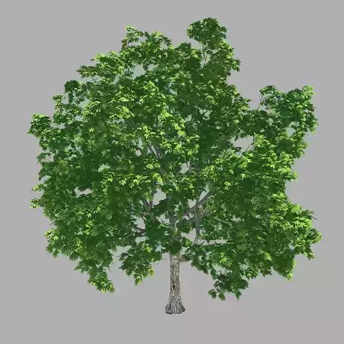 Forest - Lime Tree 34 3D model