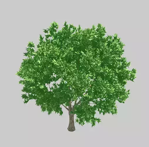 Forest - Olive Trees 32