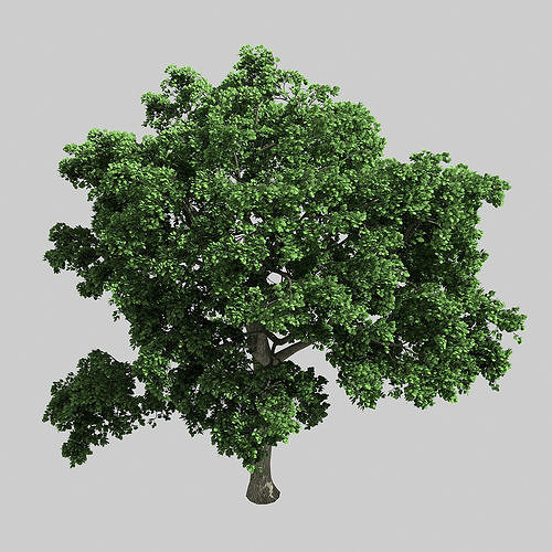 Forest - Eucalyptus 32 3D model