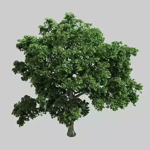 Forest - Eucalyptus 32 3D model