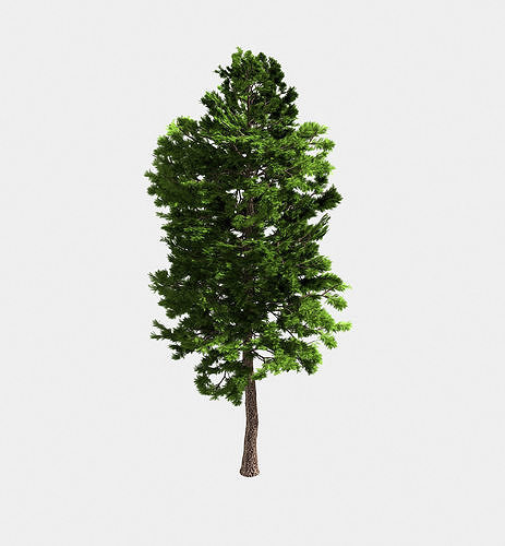 Forest - Scotia Pines 58 3D model