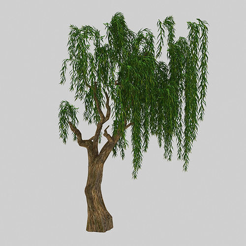 Forest Plant - Willow 92 3D model