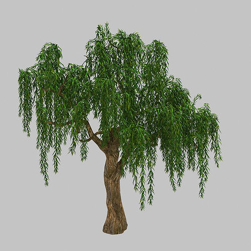 Forest Plant - Willow Tree 93 3D model