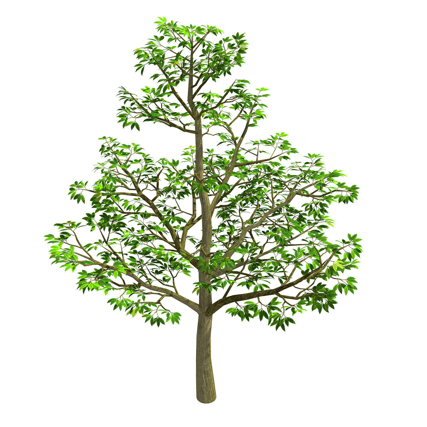 Forest Plants - Trees 64 3D model_1