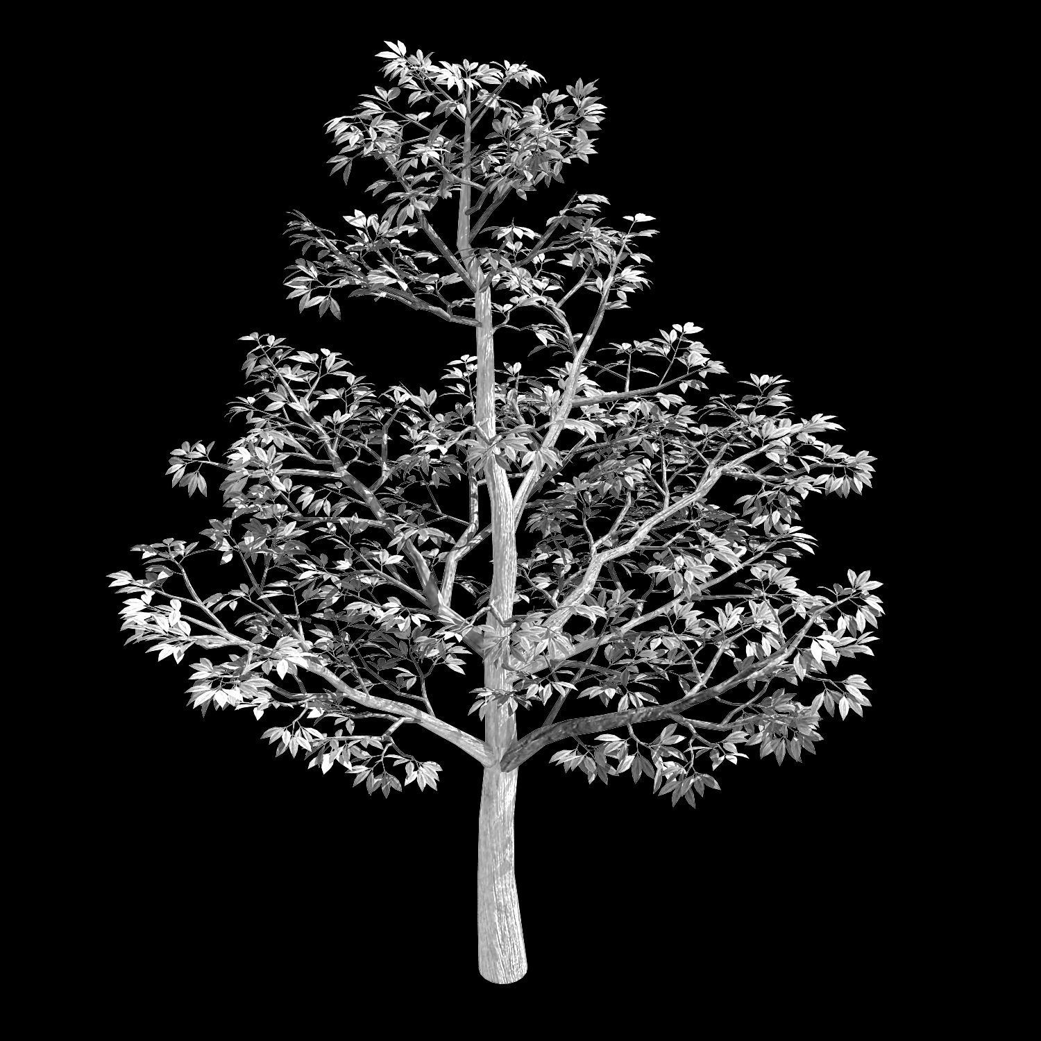 Forest Plants - Trees 64 3D model_2