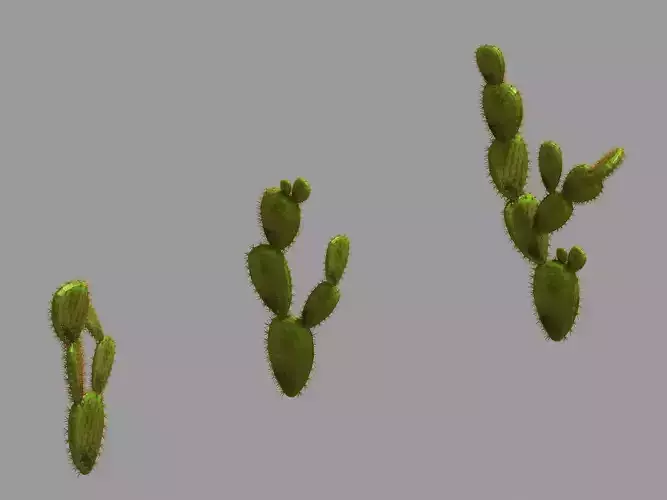 Desert Plant - Cactus 06