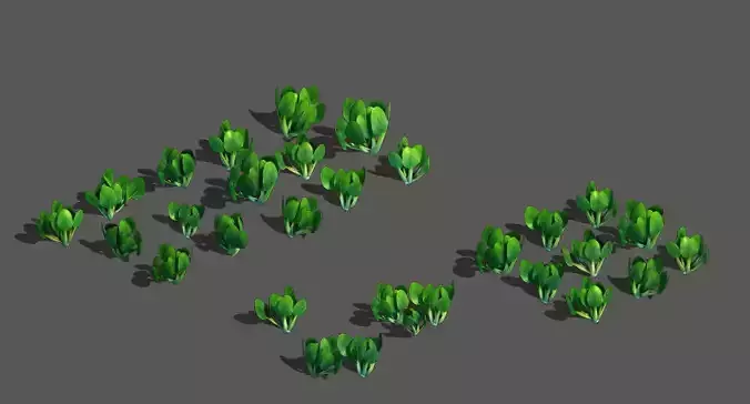 Western Suburbs - Cabbage 32