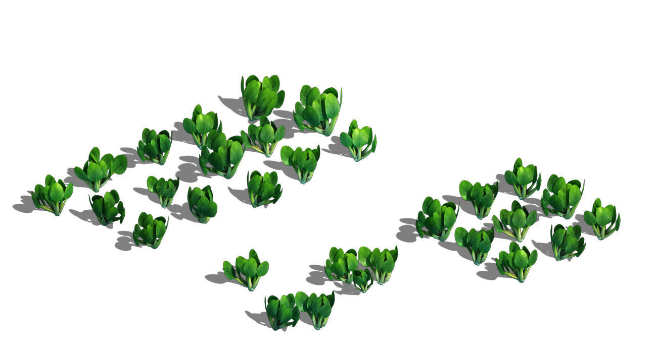 Western Suburbs - Cabbage 32 3D model_1