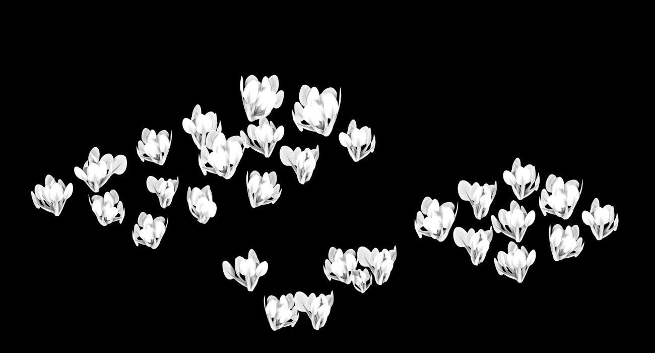 Western Suburbs - Cabbage 32 3D model_3