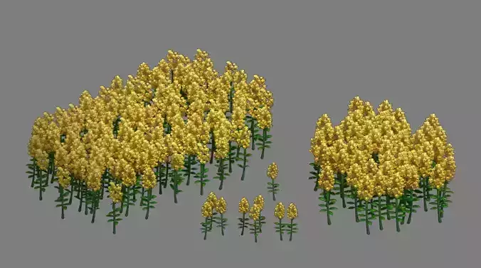 Western Suburbs - Rape flowers