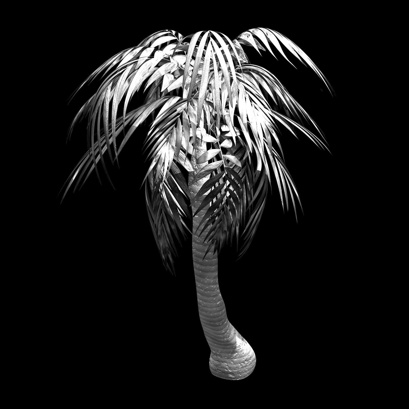 Plant - Palm Tree 3D model_2