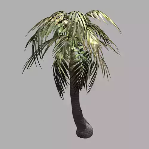 Plant - Palm Tree