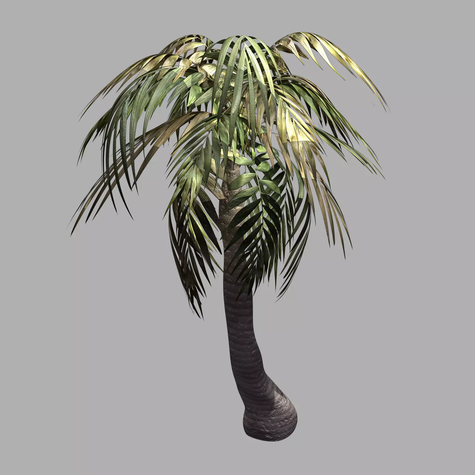 Plant - Palm Tree 3D model_0