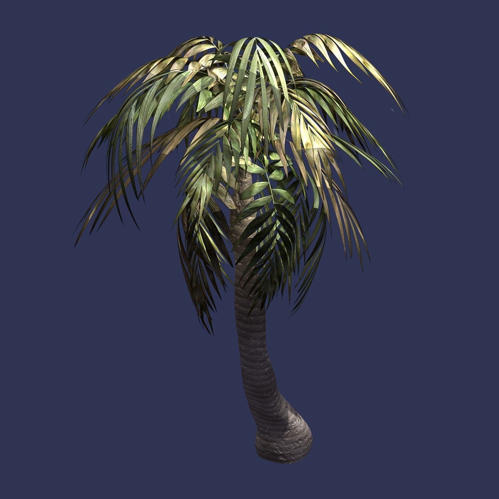 Plant - Palm Tree 3D model_1