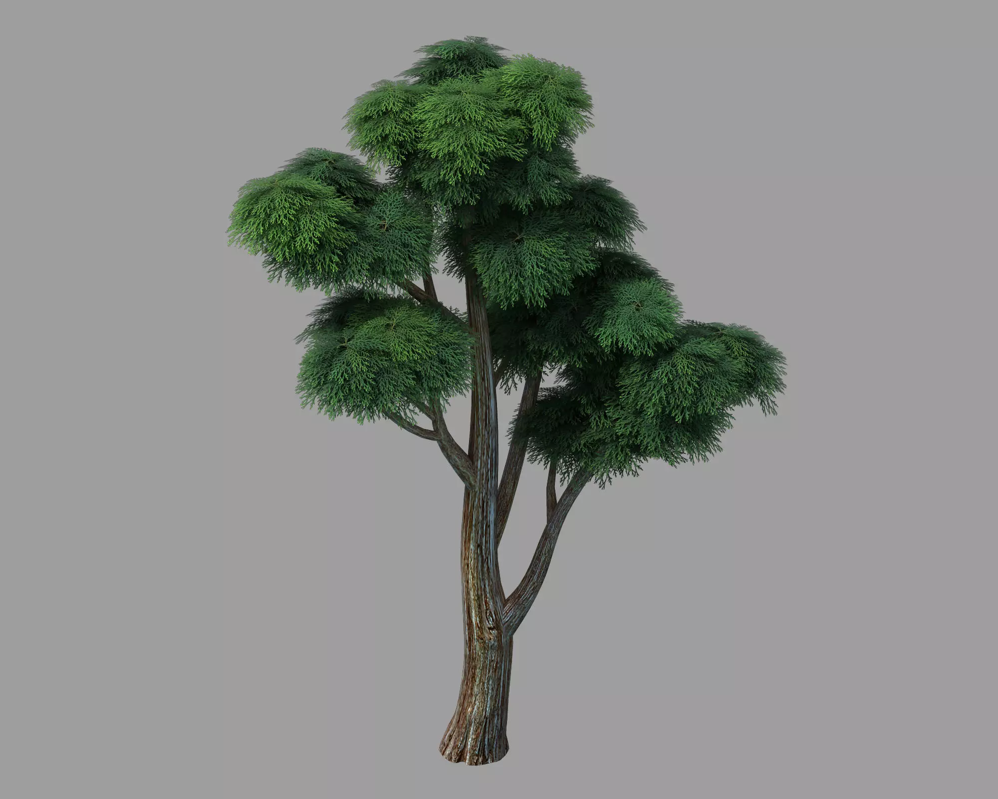 Plants - Cypress 03 3D model_0