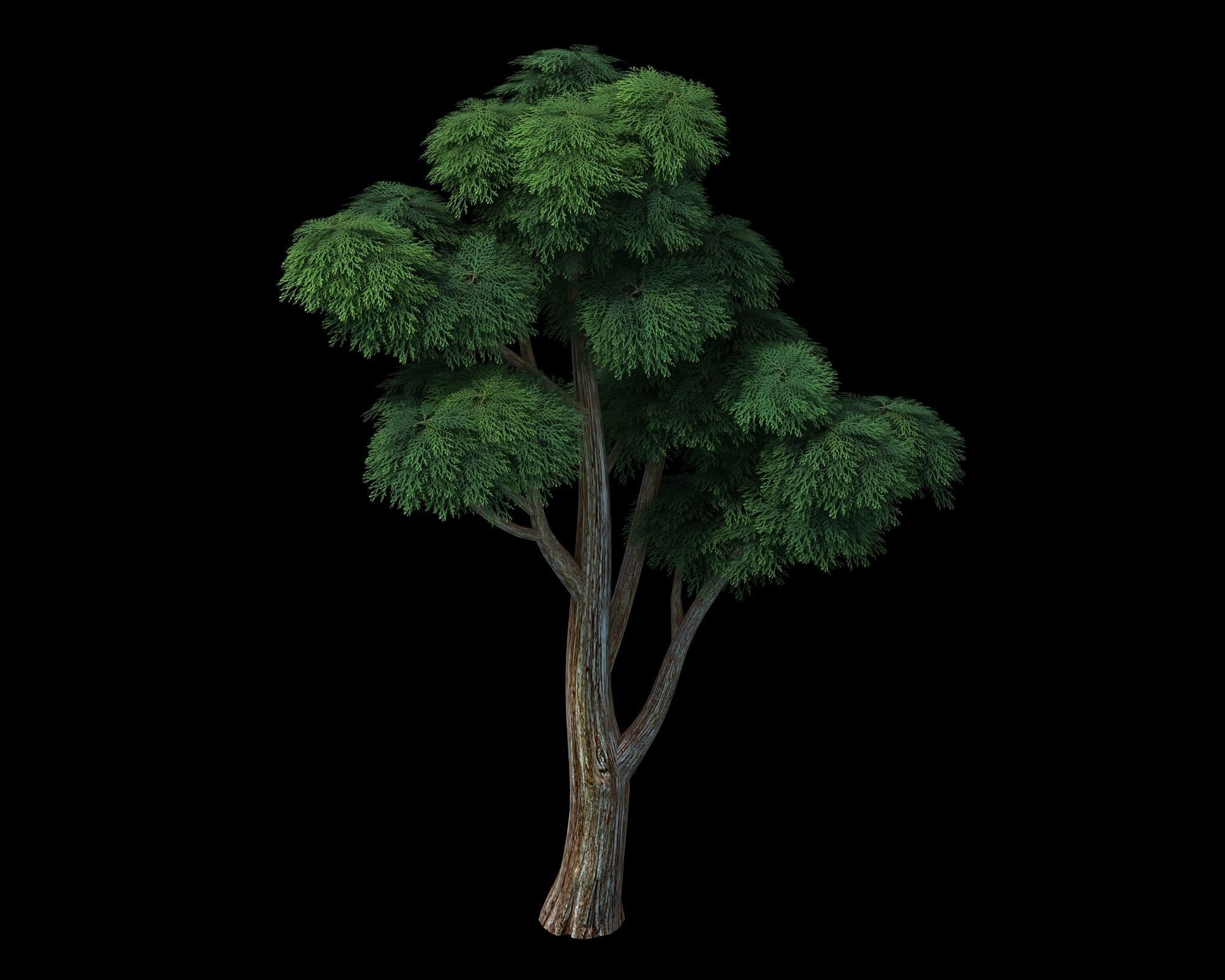 Plants - Cypress 03 3D model_1