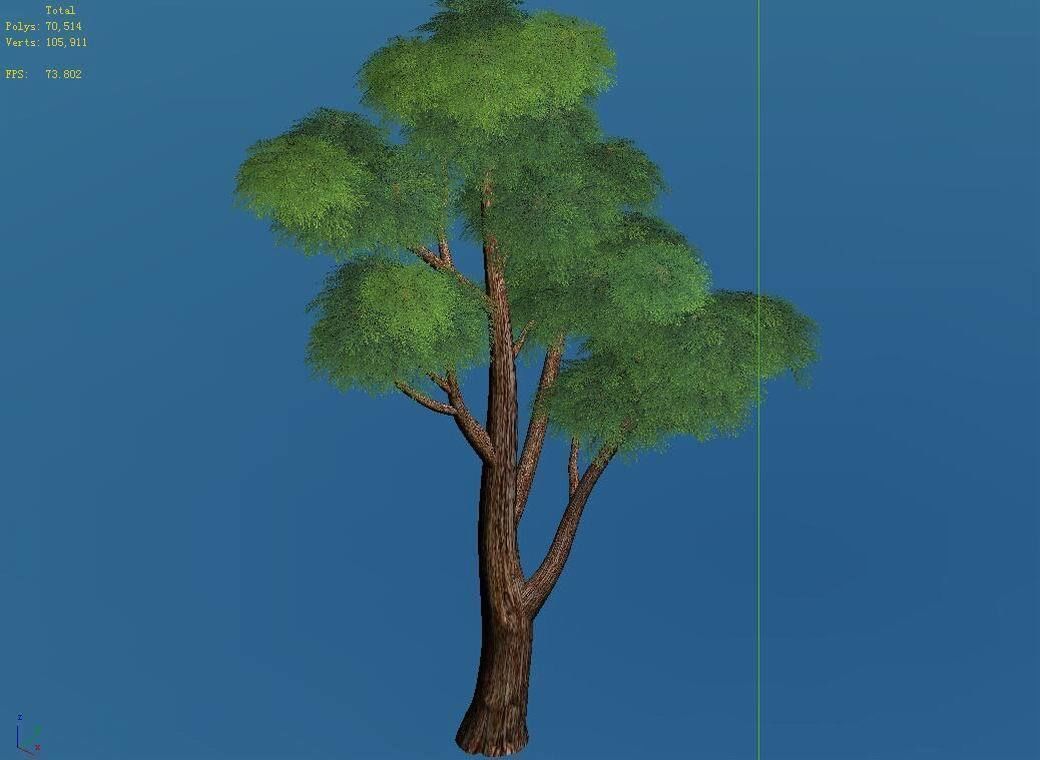 Plants - Cypress 03 3D model_4