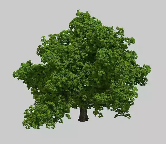 Plant - Big Banyan Tree 63