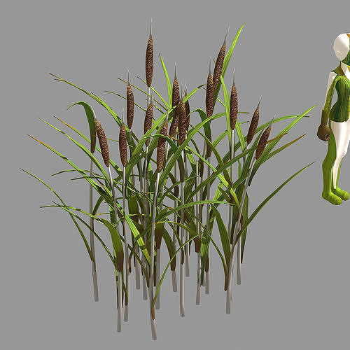 Plant - Dog Tail Flowers 65 3D model