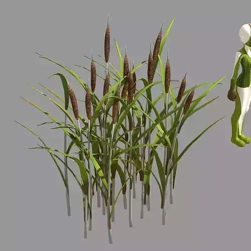 Plant - Dog Tail Flowers 65 3D model