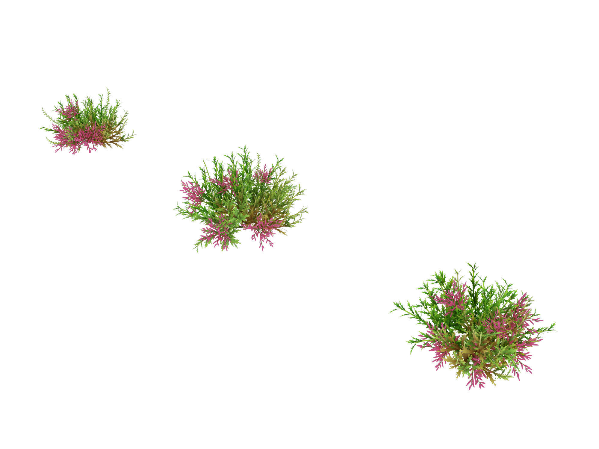 Plant - Tamarix 02 3D model_1