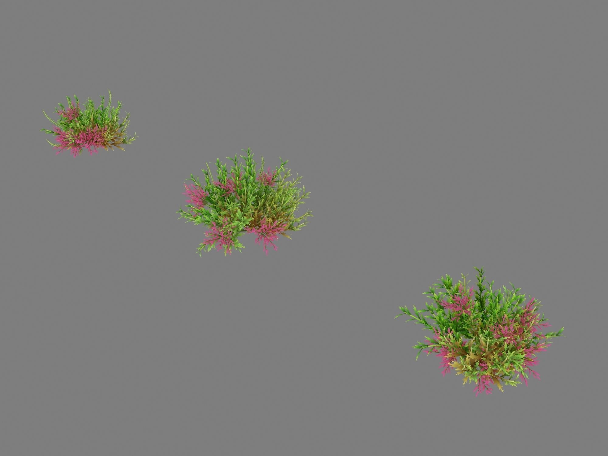 Plant - Tamarix 02 3D model_2