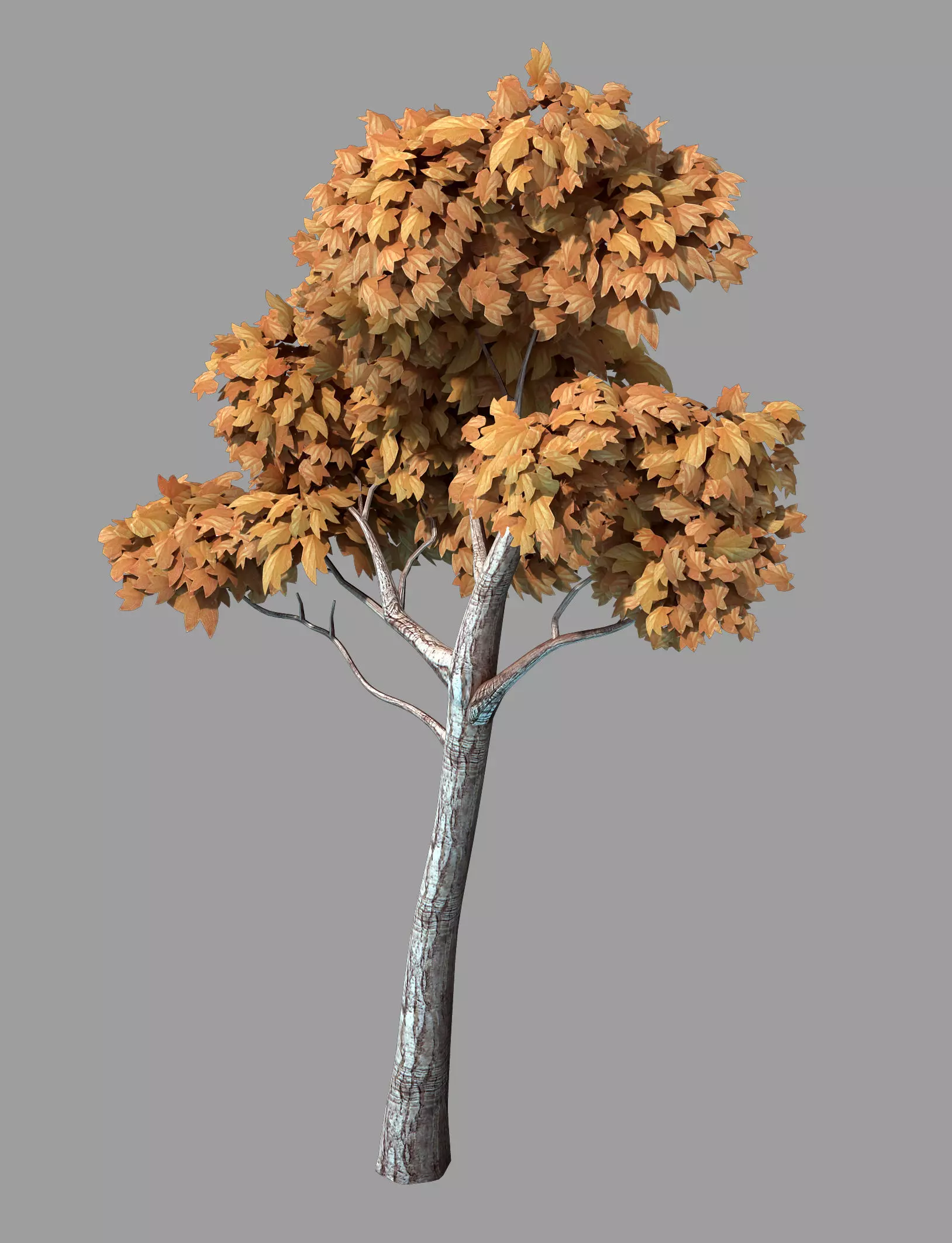 Plants - Arbor 36 3D model