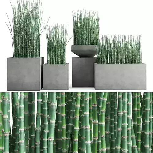 Equisetum Hyemale horsetail In Concrete Planters 3D model