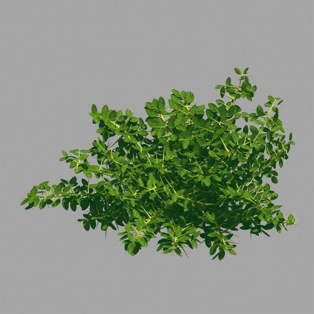 Plant - Weed 036 3D model_5