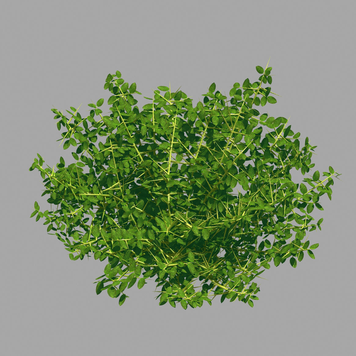 Plant - Weed 036 3D model_4