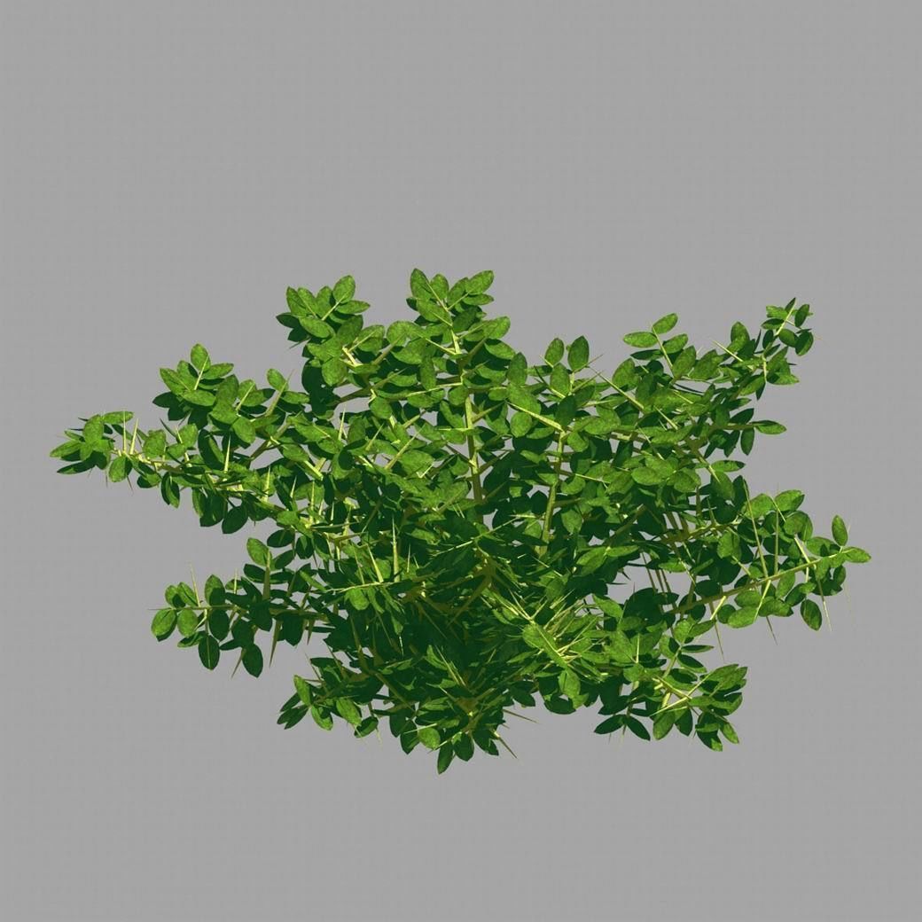 Plant - Weed 036 3D model_7
