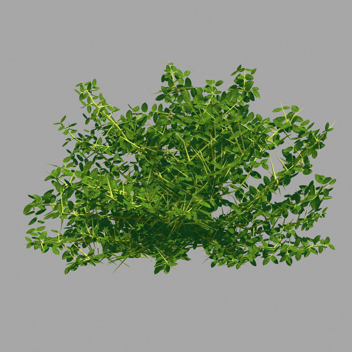 Plant - Weed 036 3D model_2