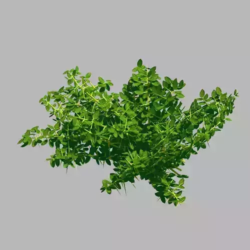 Plant - Weed 036
