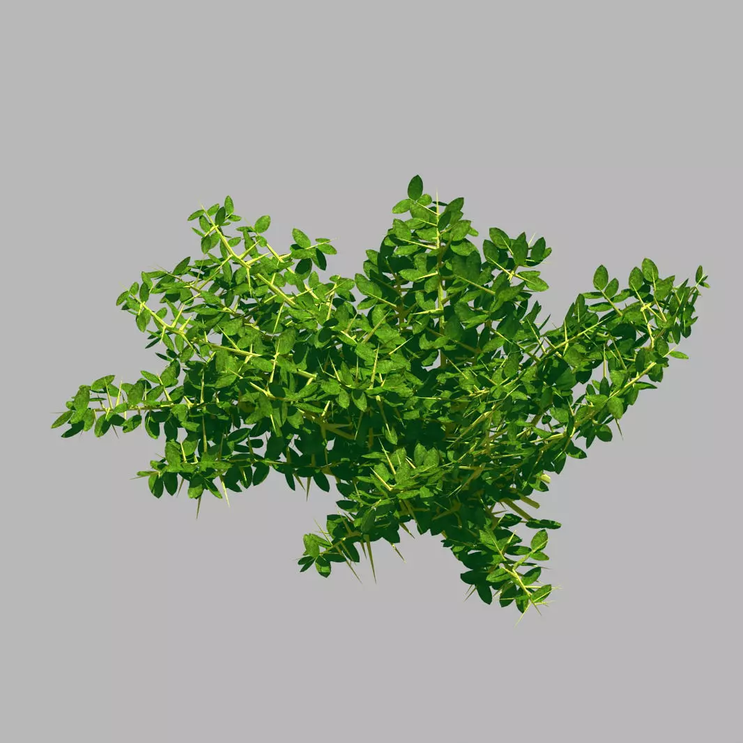 Plant - Weed 036 3D model_0