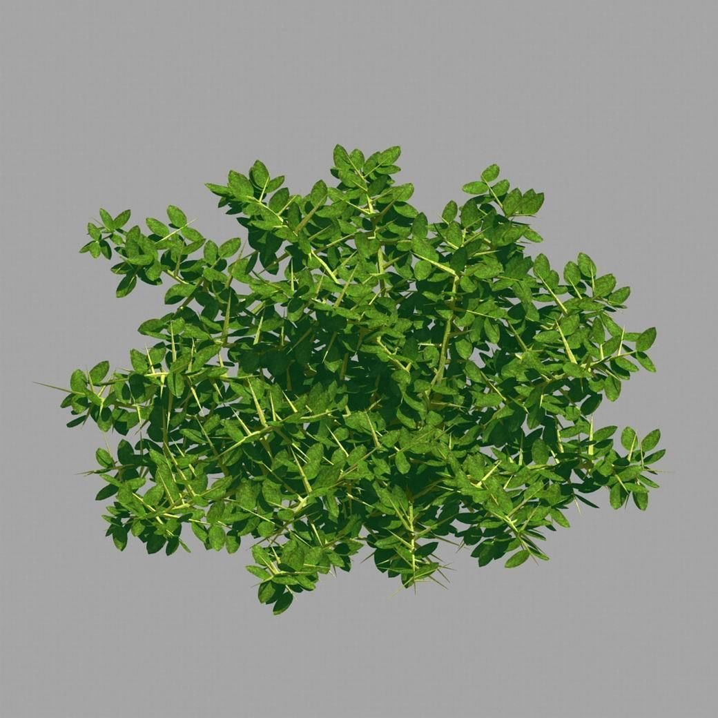 Plant - Weed 036 3D model_6