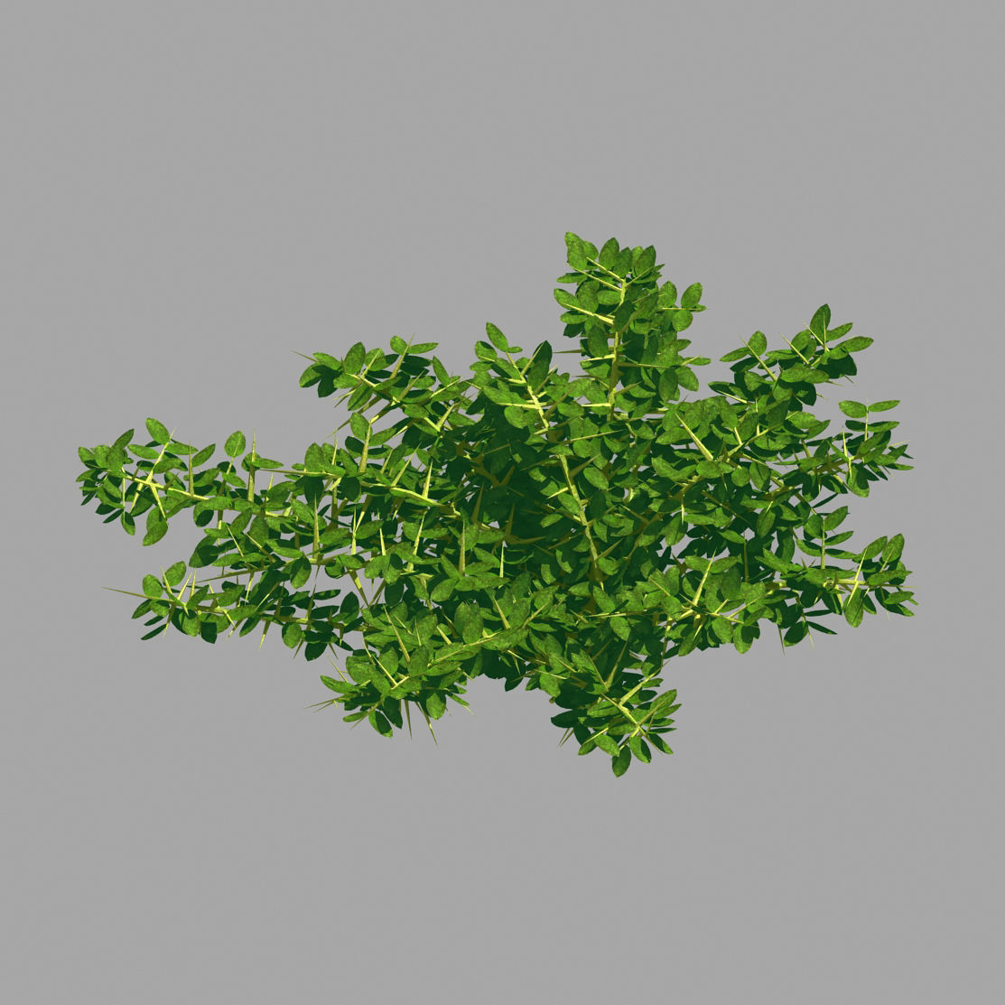 Plant - Weed 036 3D model_3
