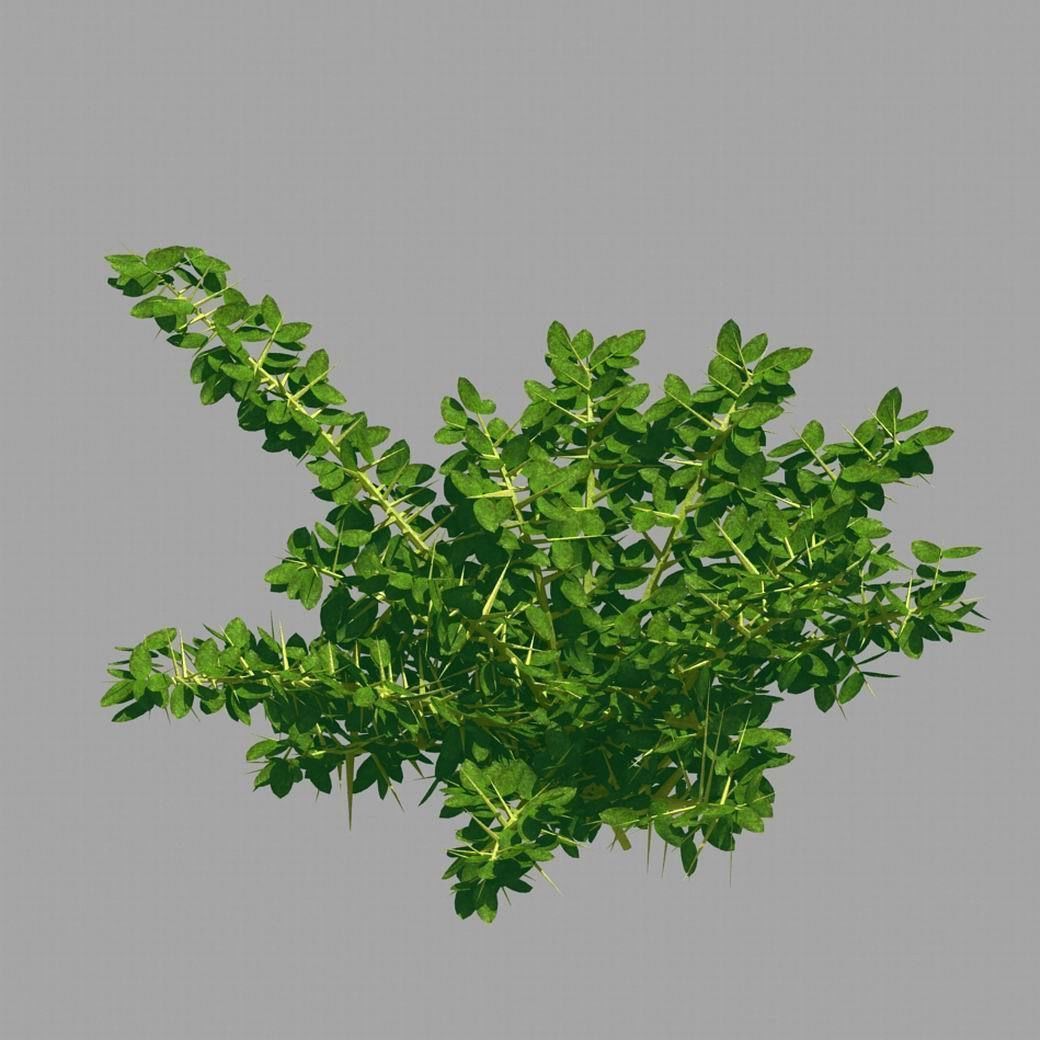 Plant - Weed 036 3D model_1