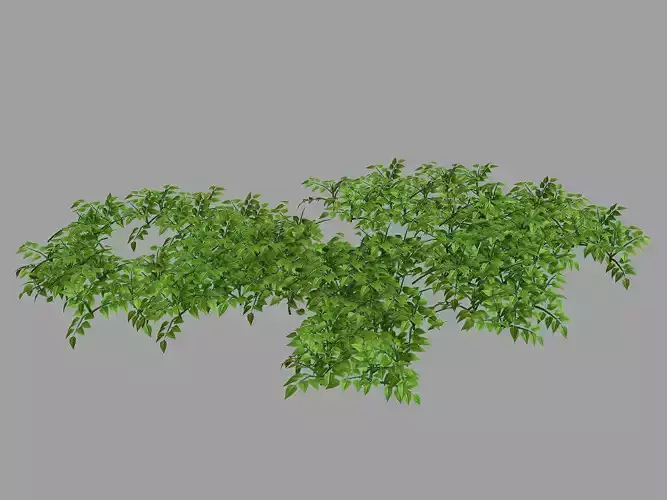 Plants - Mixed Flowers 36