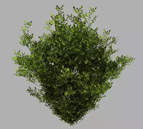 Decoration - Flowers 92