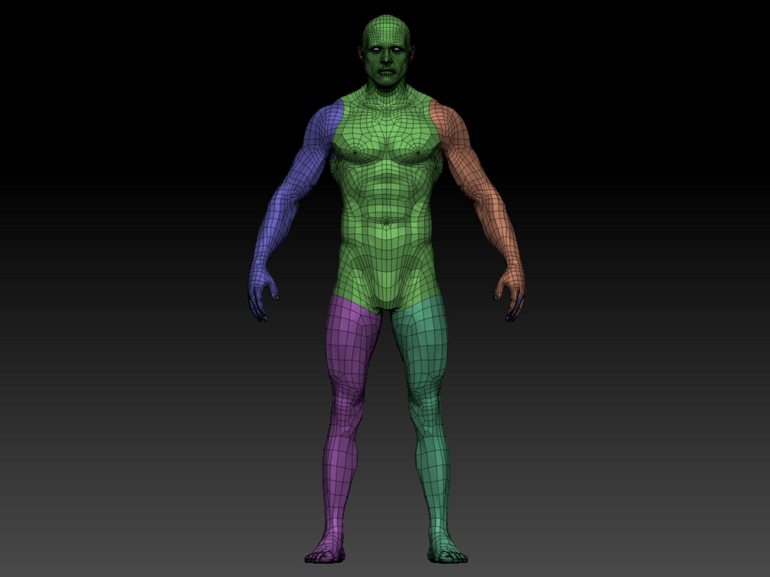 human anatomy  3D model_3