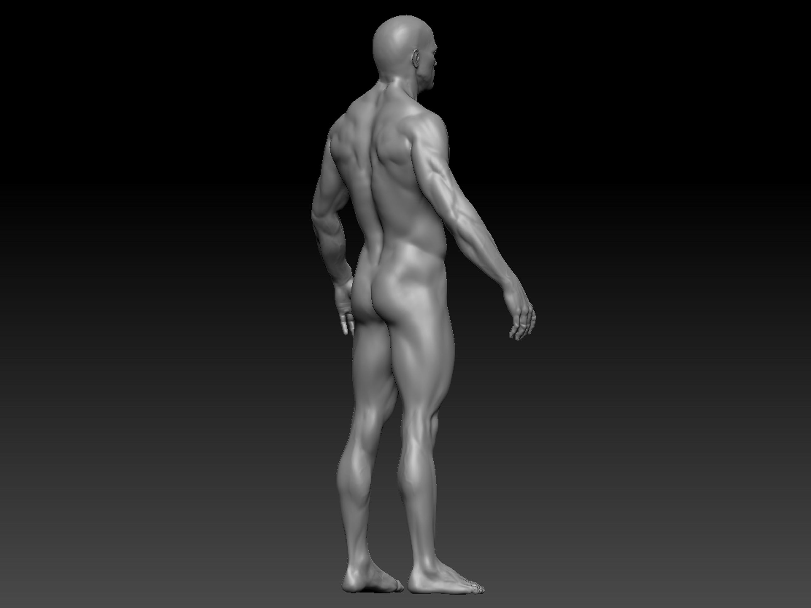 human anatomy  3D model_6