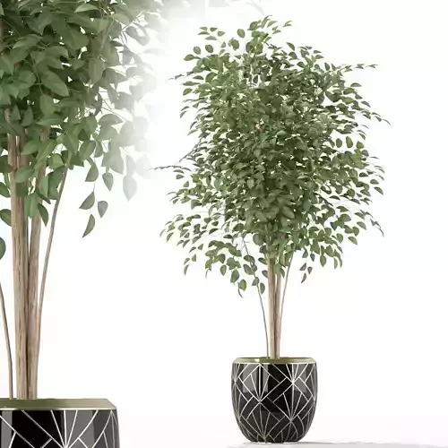 Plants collection 227