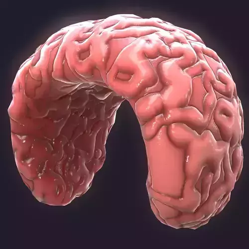 Xenobots human brain