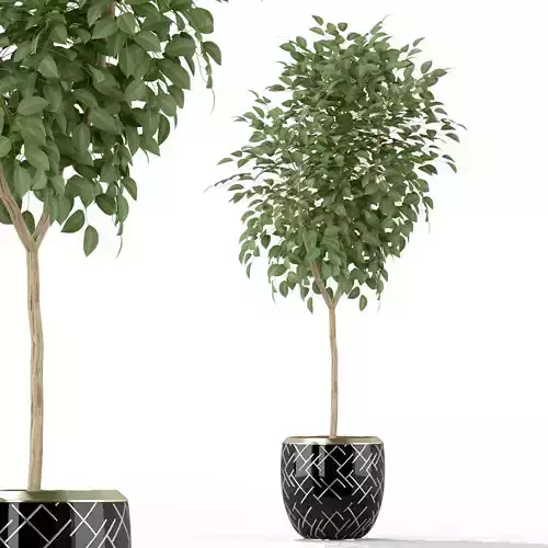 Plants collection 228