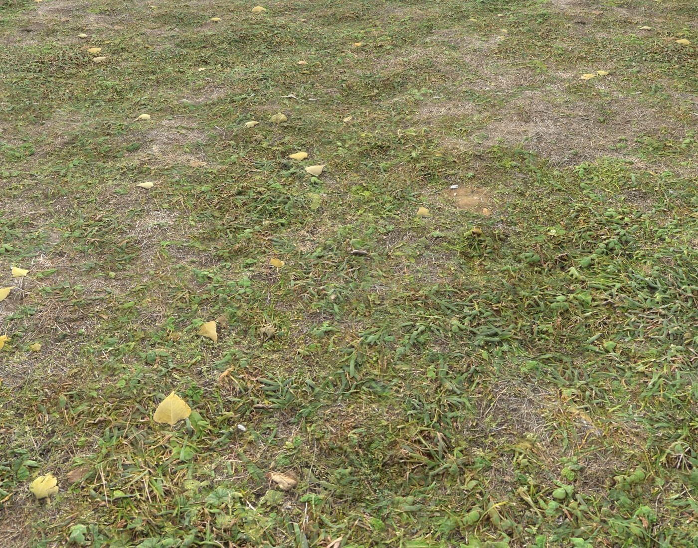 Forest ground Pack PBR 1 Texture_19