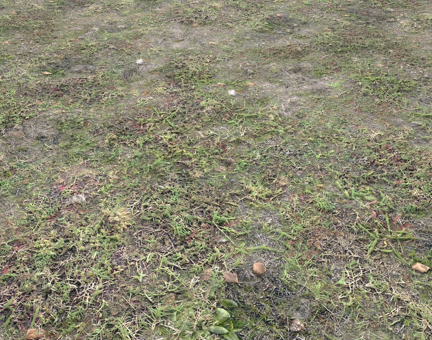 Forest ground Pack PBR 1 Texture_7