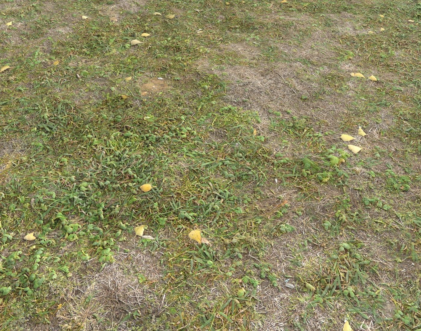 Forest ground Pack PBR 1 Texture_18