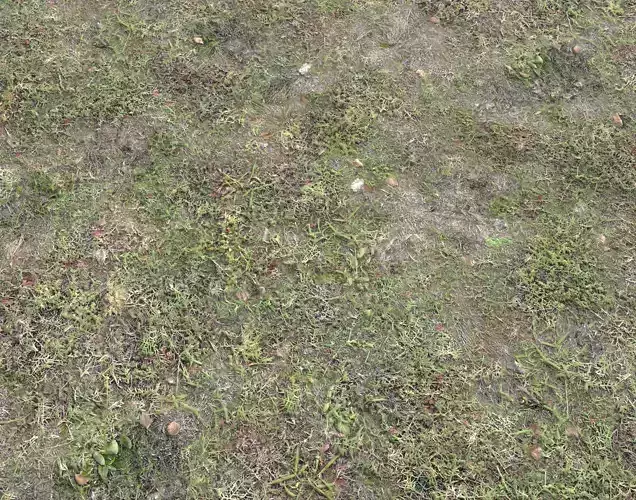 Forest ground Pack PBR 1 Texture