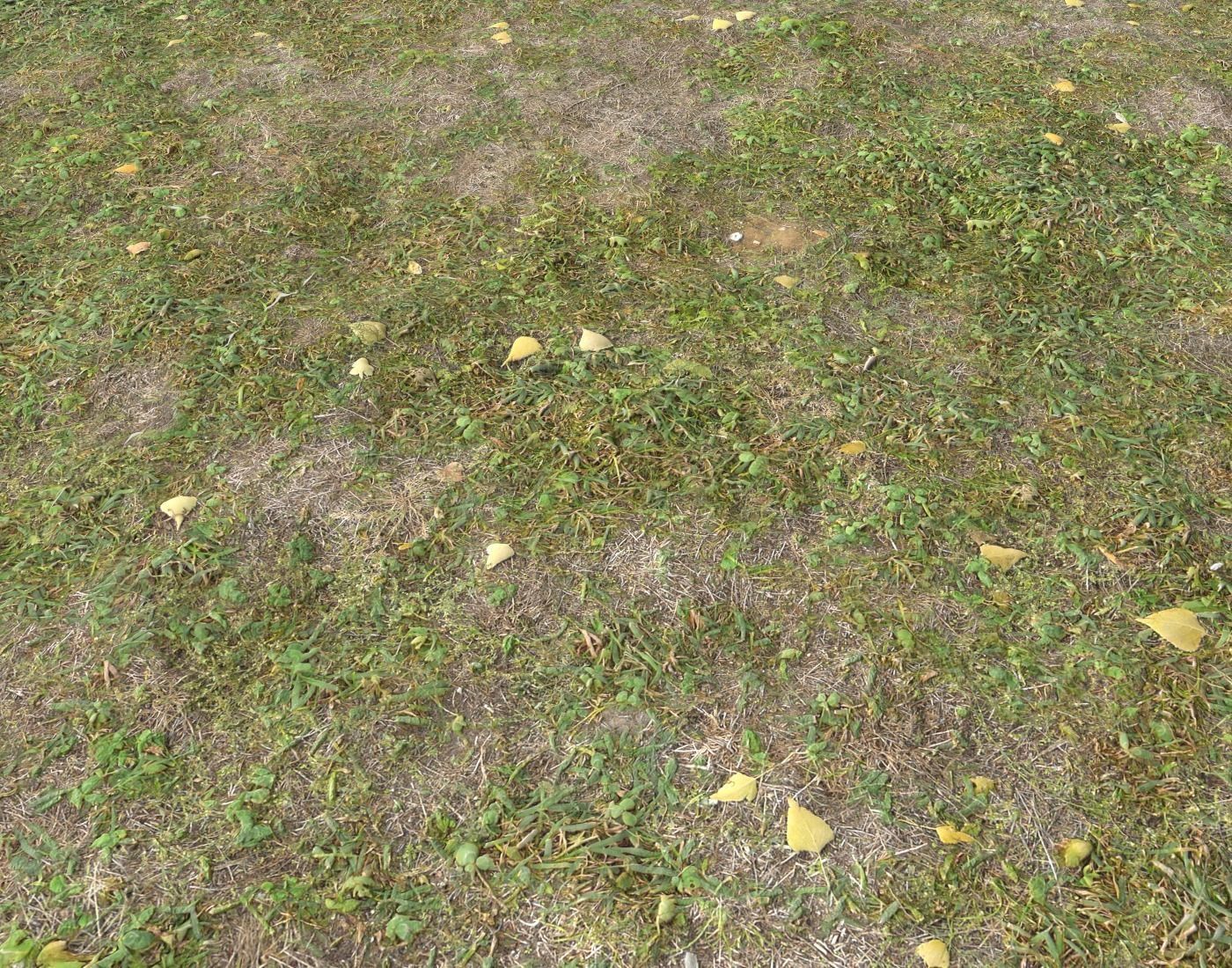 Forest ground Pack PBR 1 Texture_20