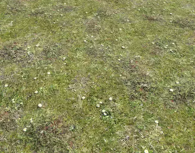 Forest ground Pack PBR 2 Texture